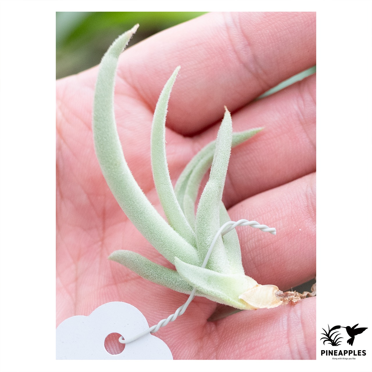 Tillandsia santiagoensis - 1
