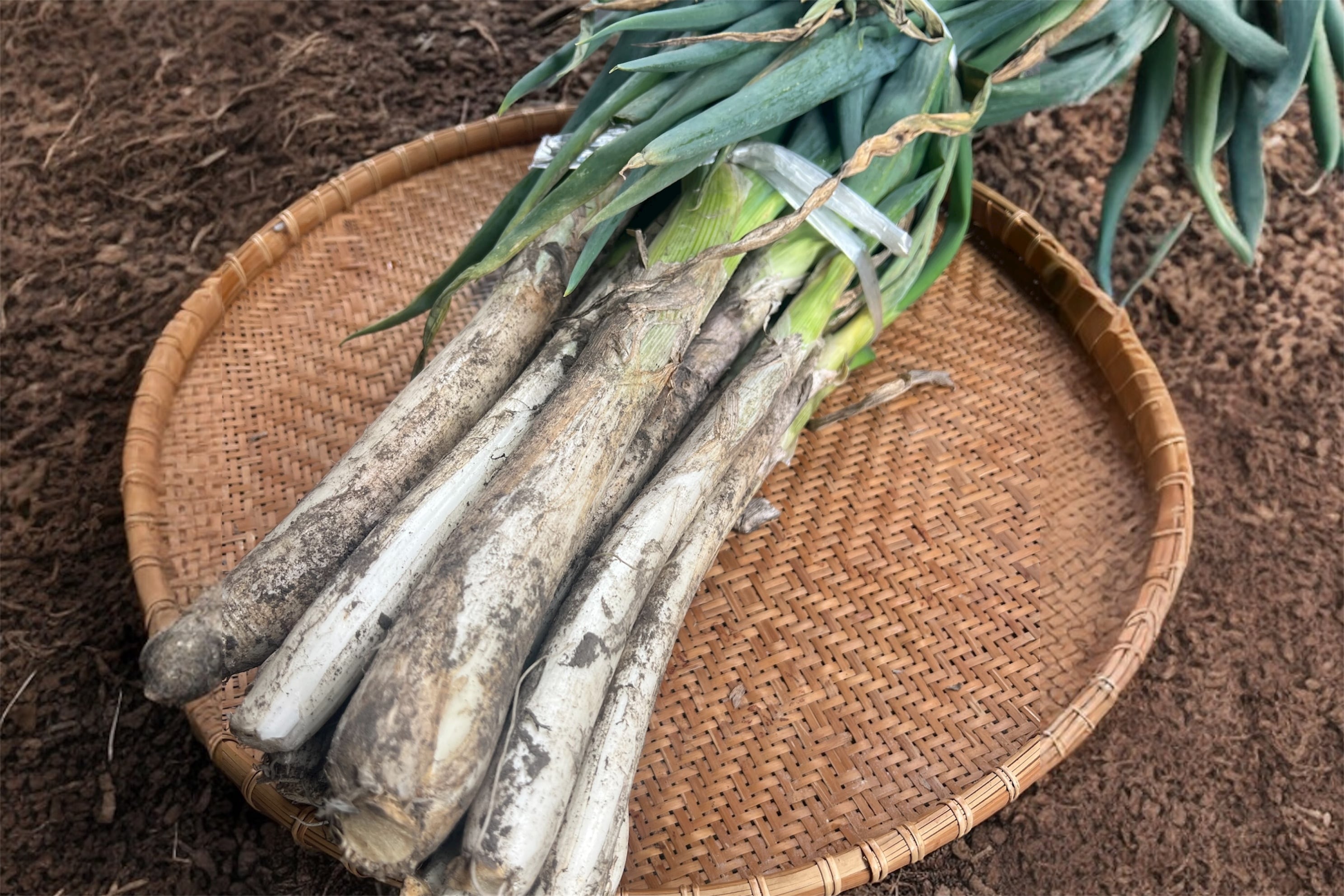 松本一本ネギ 1KG〜 | YAMAICHI ALPS | 農家直送 お米と野菜