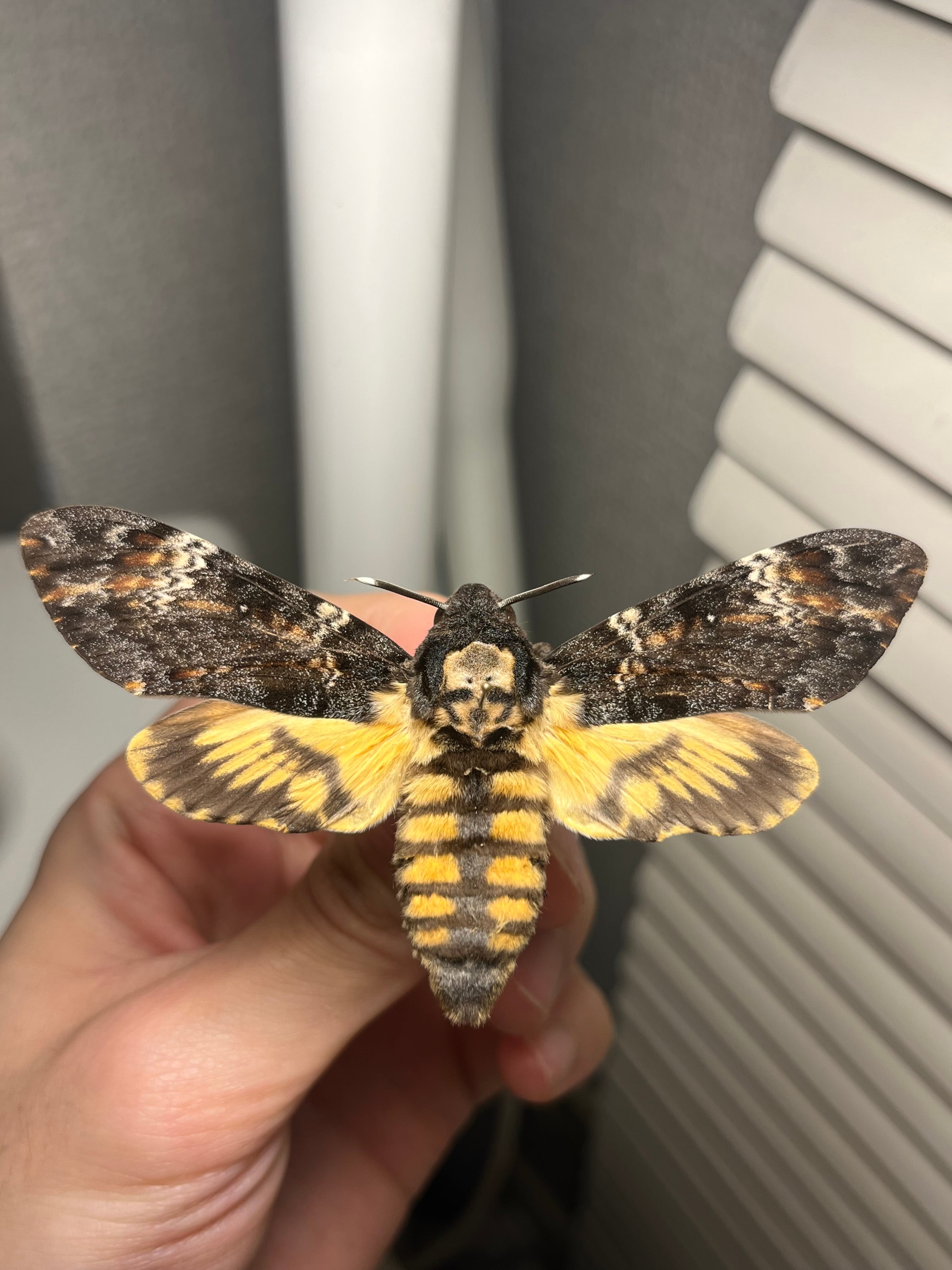 卵10個】インドナナフシ タランチュラコノハムシカマキリマンティス