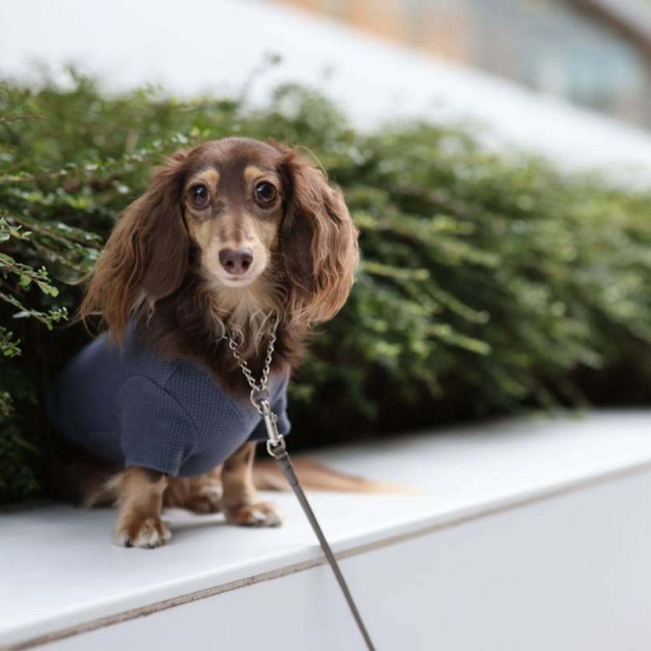 ワッフル ロンT | カニンヘンダックスとミニチュアダックス専門のお