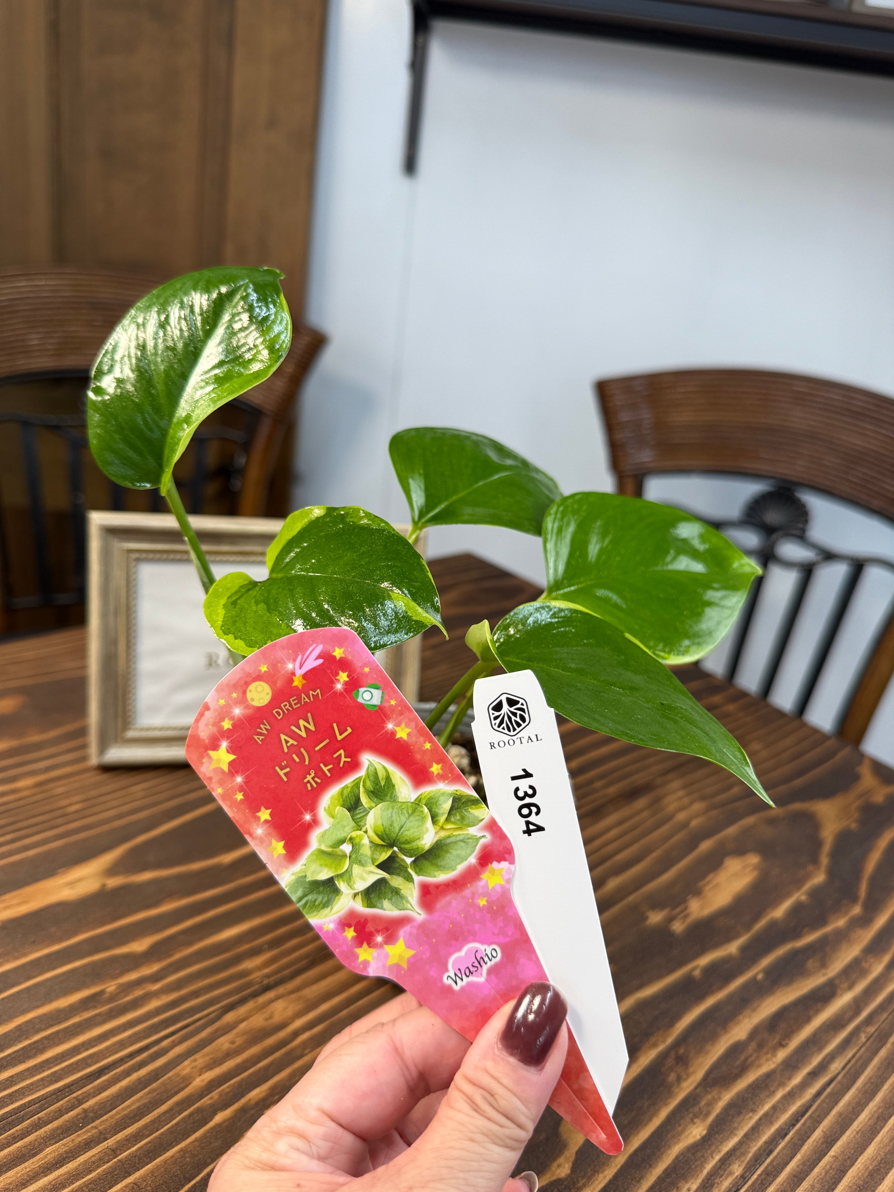 ポトス | ROOTALPLANTS