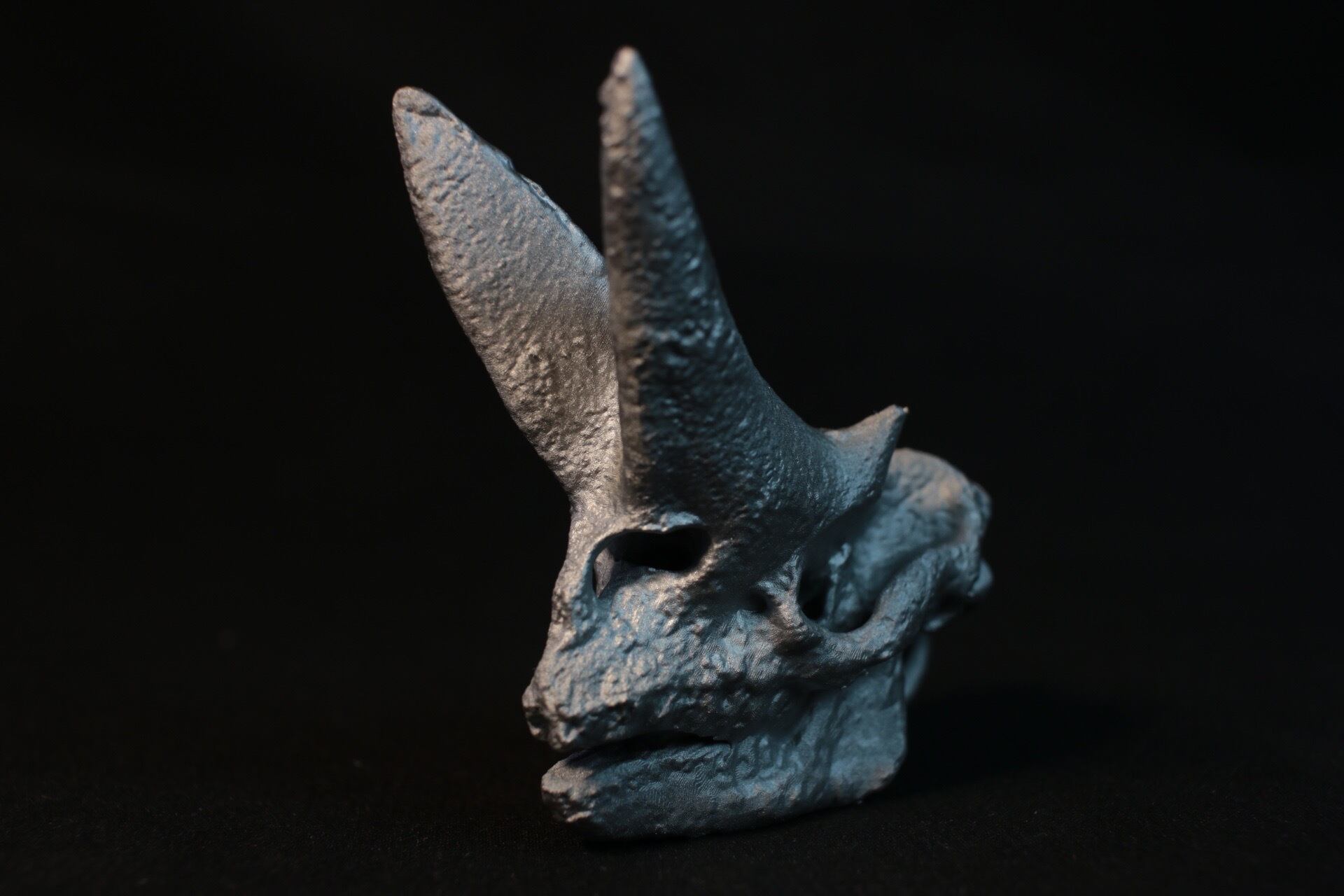 選べる2色・リング付き】アルシノイテリウム 縮小 頭骨レプリカ