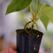 Anthurium Queen of Heart / アンスリウム クイーン オブ ハート⑰ / 観葉植物