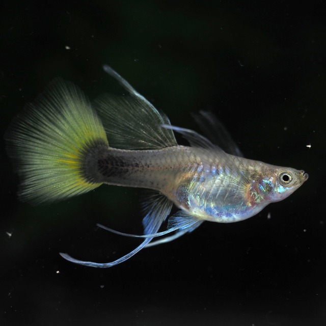 【現物】種親Taxiリボン　1カルテット＋おまけ１ペア