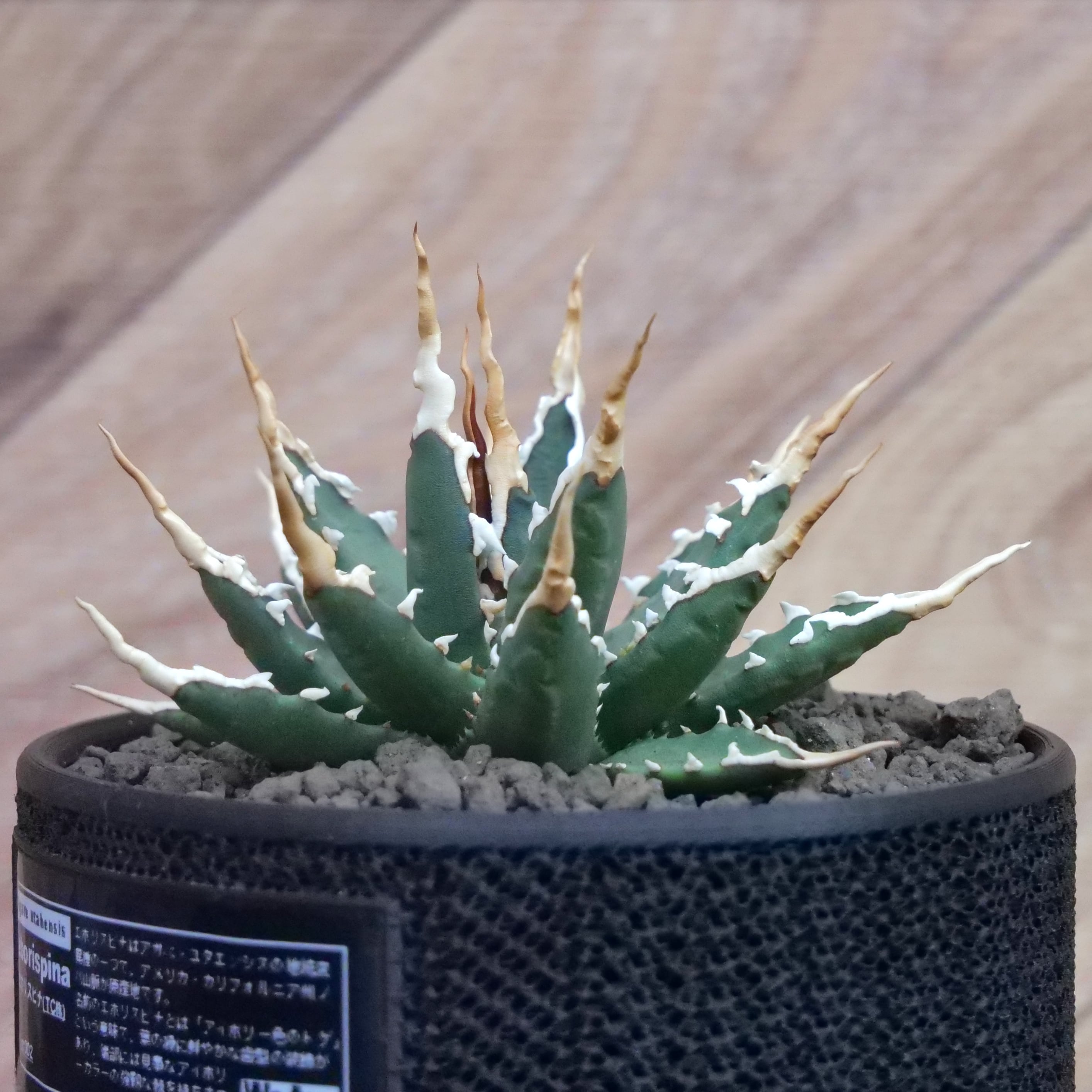 Agave utahensis eborispina アガベ エボリスピナ（実生3年） / 中株
