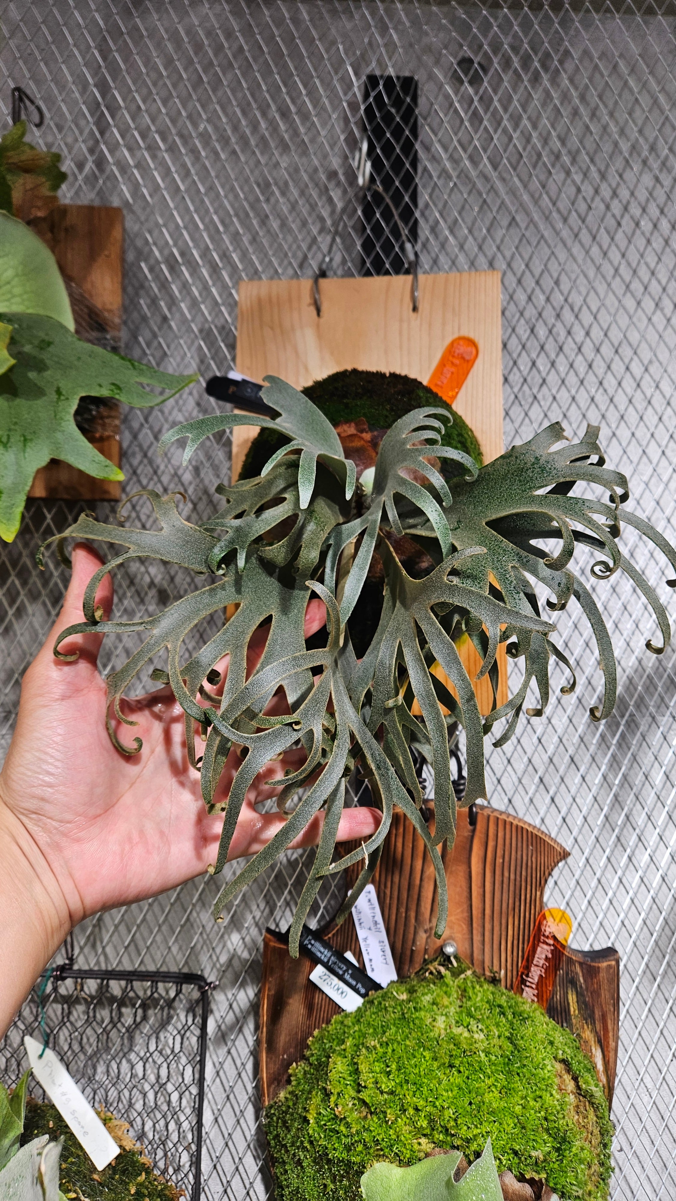 P.Aurora《Dwarf》【 artPLANTs/PLANTS GARAGE 】ビカクシダ