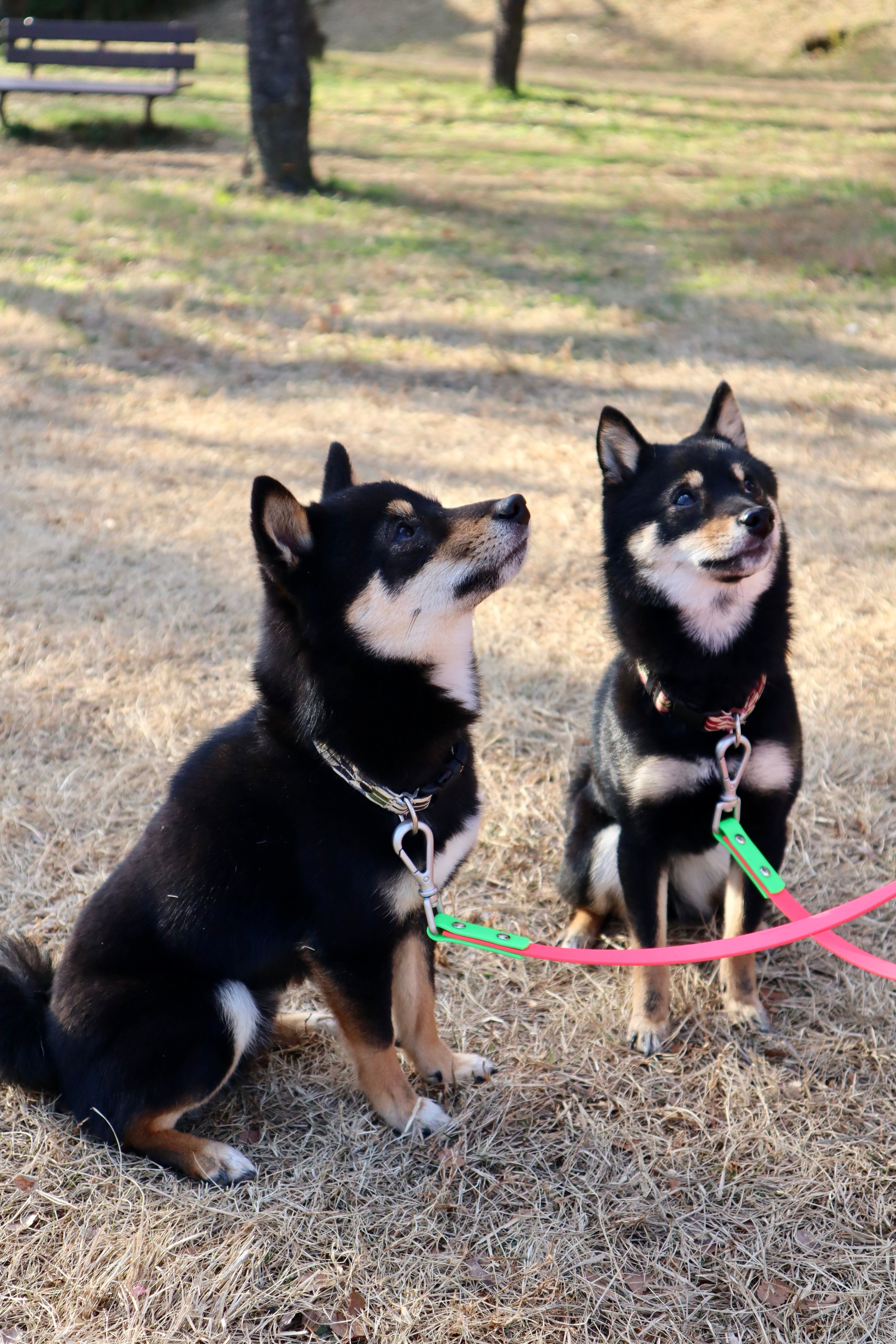 小型犬】多頭対応ハンズフリーにもなる防水リード | ペット用品