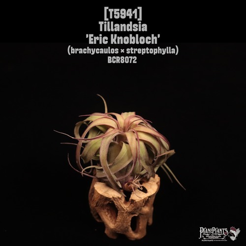 Tillandsia 'Eric Knobloch'〔ティランジア〕T5941