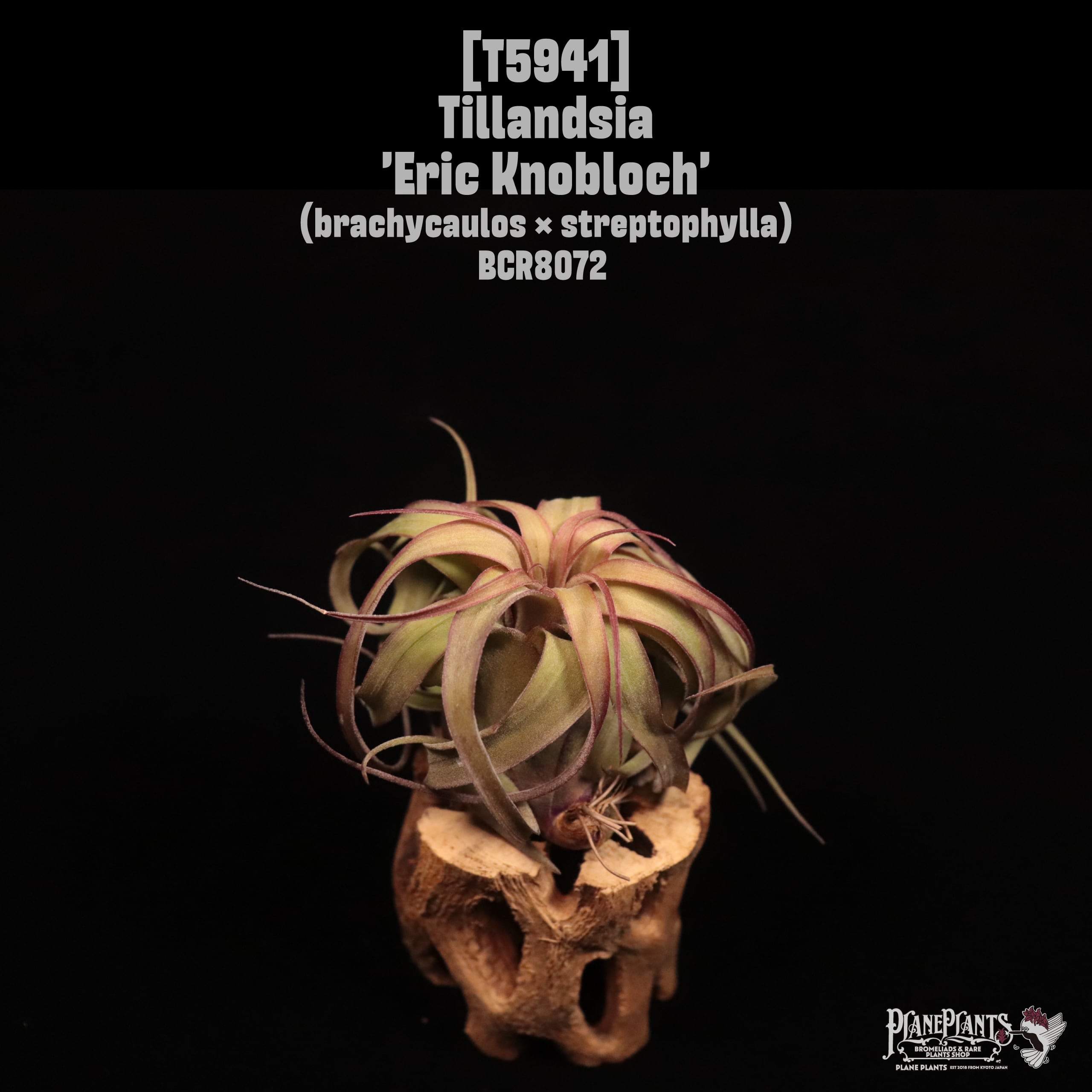 Tillandsia 'Eric Knobloch'〔ティランジア〕T5941