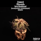 Tillandsia 'Eric Knobloch'〔ティランジア〕T5941