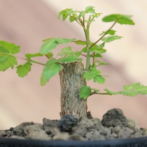 Bursera fagaroides ブルセラ ファガロイデス / 小株(3号鉢)/Lot.002