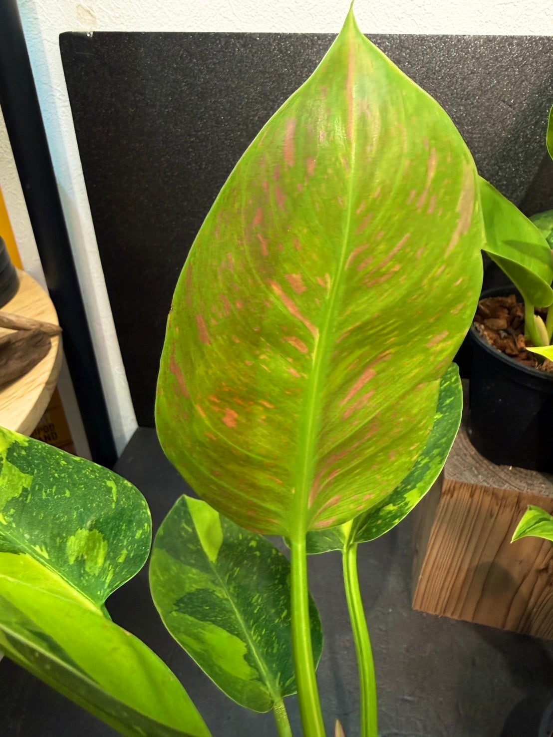 フィロデンドロン・グリーンコンゴ バリエガータ 4号 希少 | 観葉植物