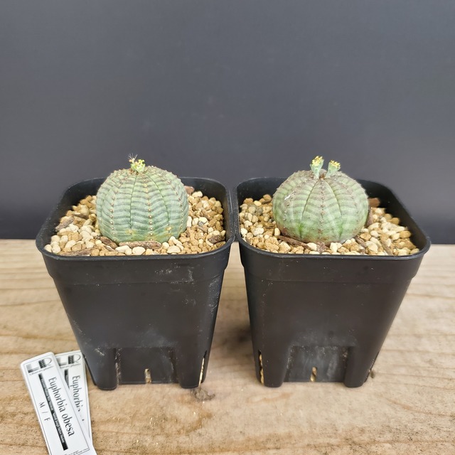 【ノーマル SSペアセット】 Euphorbia Obesa ユーフォルビア オベサ 木質化