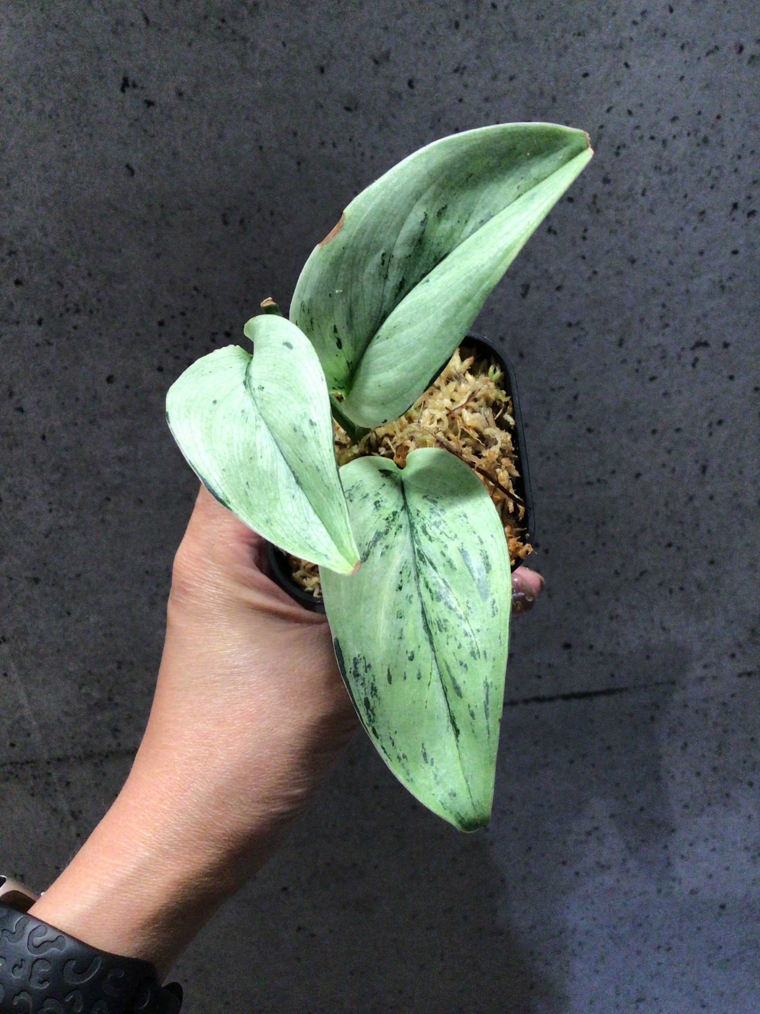 S80 スキンダプサス スーパースター | MIDORIYA 観葉植物専門店