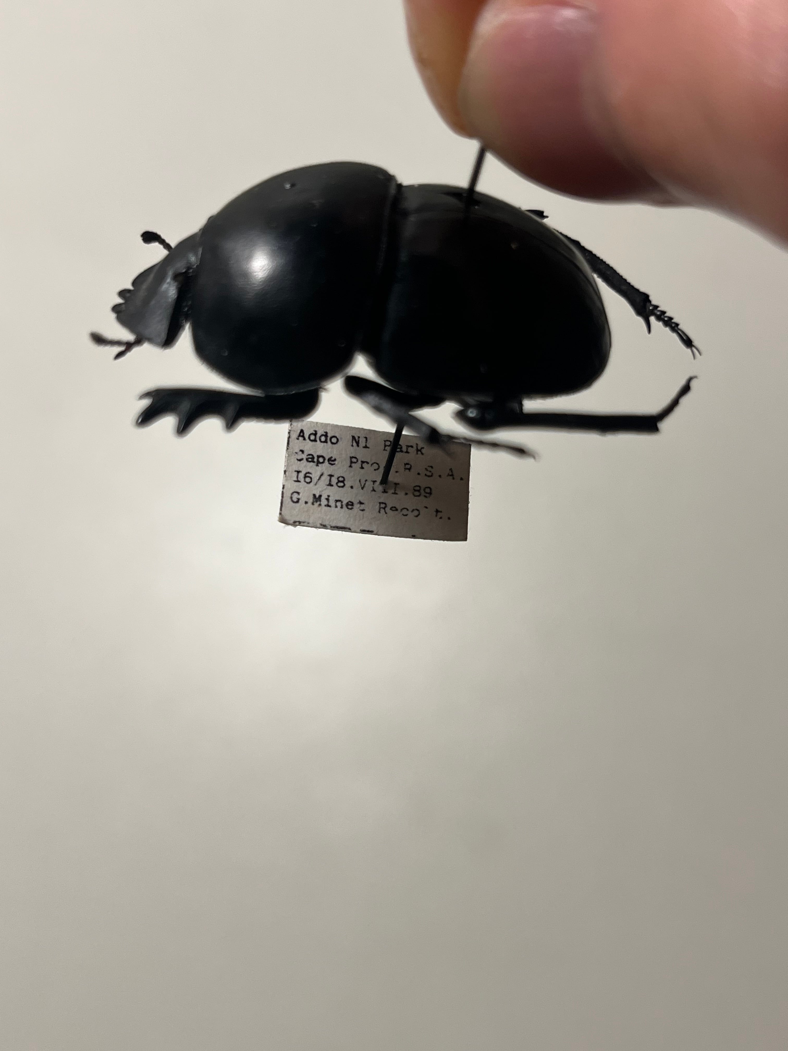 35mm】ピンポンタマオシコガネ 飛べないフンコロガシ オオニジ