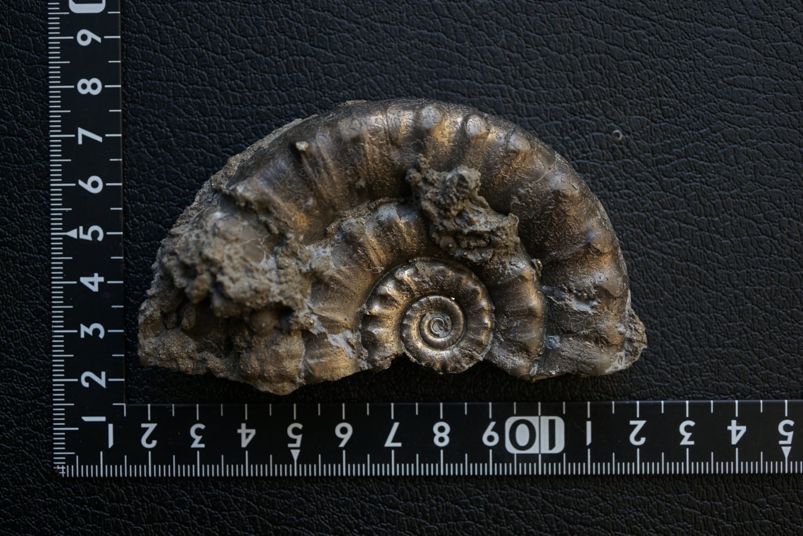 イギリス産黄鉄鉱化アンモナイト Pyritized Ammonite 1895 | 叙景 jokei