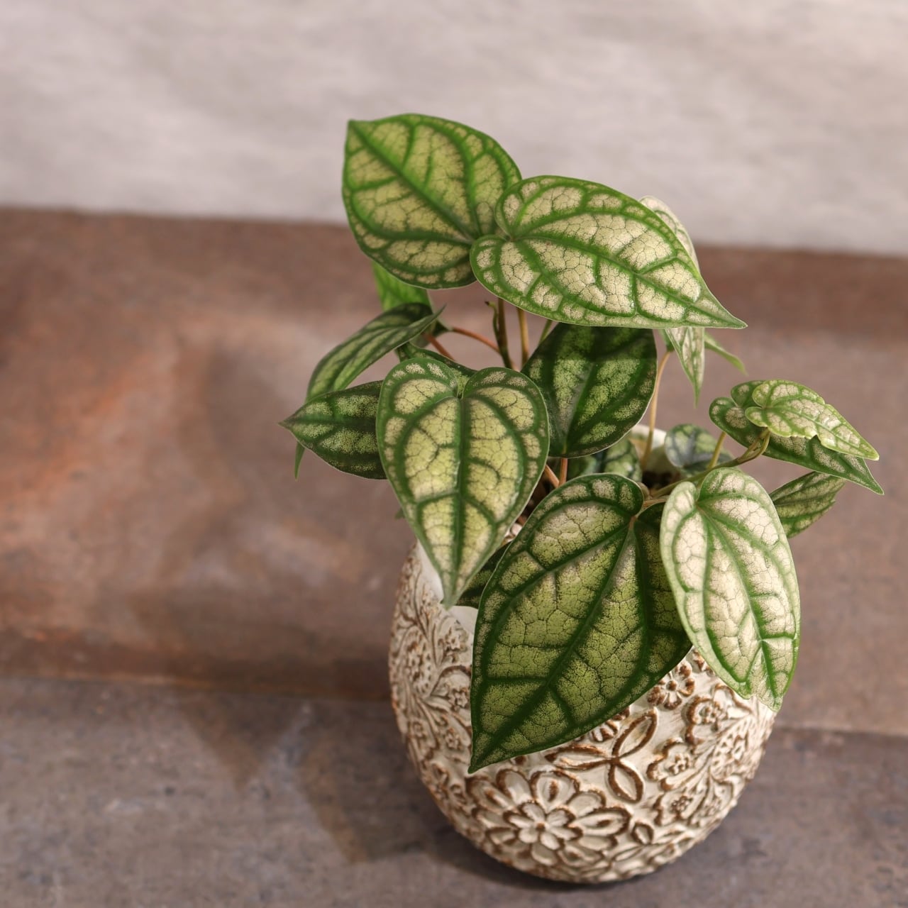 316 幻想的なシルバーヴェール『ピペル シルバティクム』観葉植物