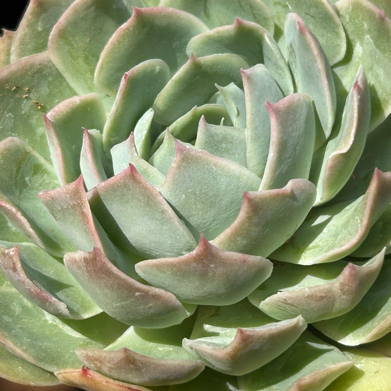 白蓮華xシャビアナ ペレグリナ | RuPo 多肉植物専門店