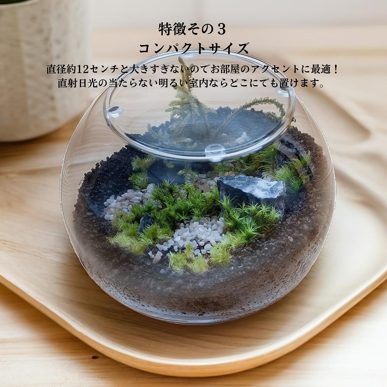 No.266 苔アート 苔テラリウム 完成品No.285 苔アート 苔 No.266 苔アート 苔テラリウム 完成品No.285 苔アート 苔
