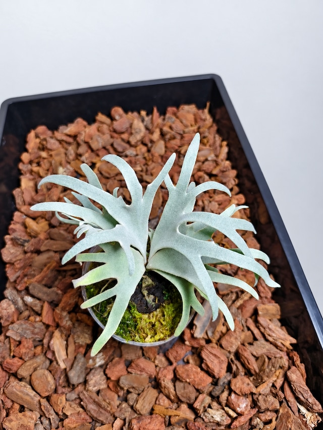 P.willinckii Snow × P.Mew 夢幻 Sporelings Selected【artPLANTs/PLANTS GARAGE 】ビカクシダ#Platycerium