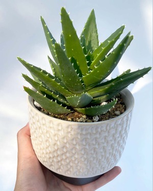 現品販売 アロエ Thimble J 信楽焼 Inakougei イナコウゲイ 観葉植物 鉢 多肉 猫用品