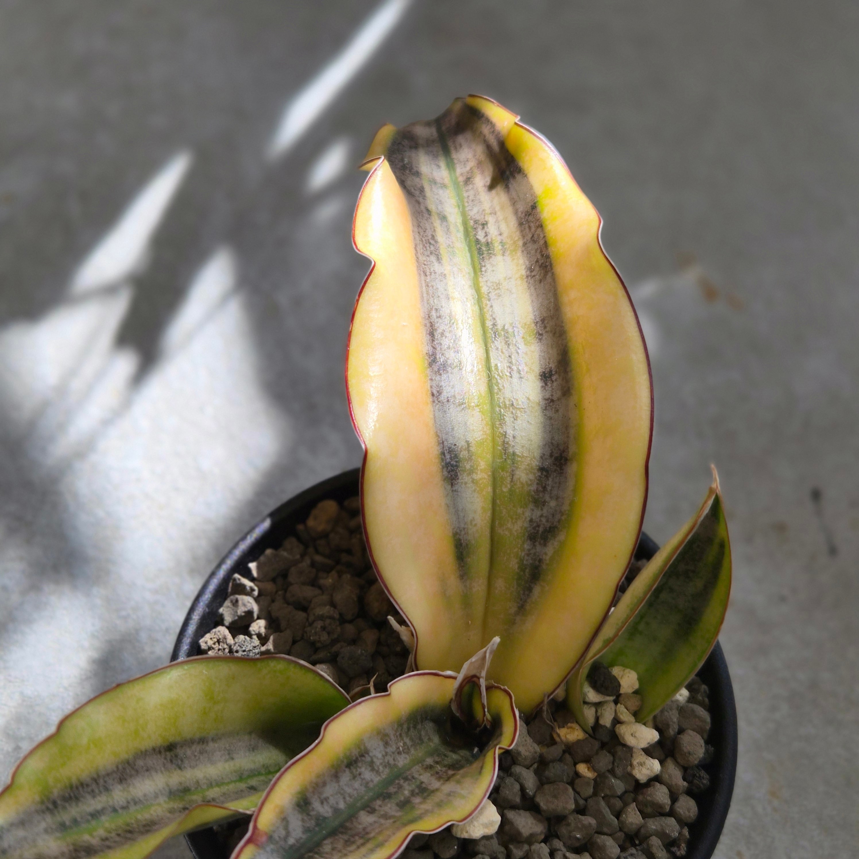 Sansevieria Kirkii Pulchra Coppertone Var. | Plants Baka