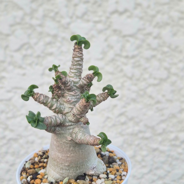 Mサイズ1.《 Adenium Arabicum D.H.A》アデニウム アラビカム 獅子葉 ドーセットホーン 塊根植物 巻葉