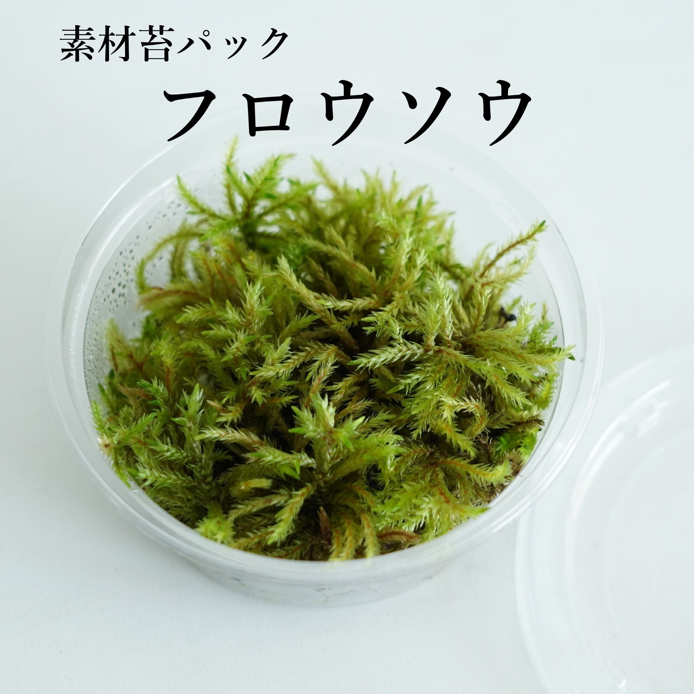フロウソウ（不老草） 苔テラリウム作製用素材苔 ◇水辺の表現・アクア