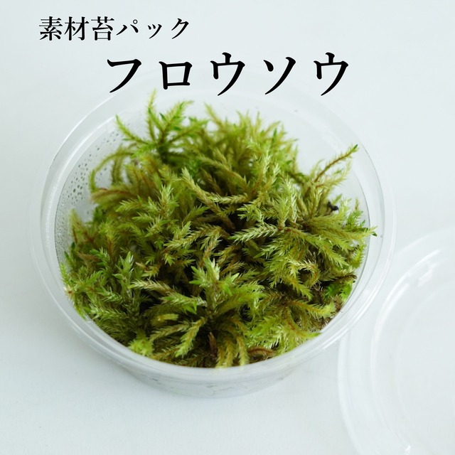 フロウソウ（不老草）　苔テラリウム作製用素材苔　◆水辺の表現・アクアテラリウムにおすすめ