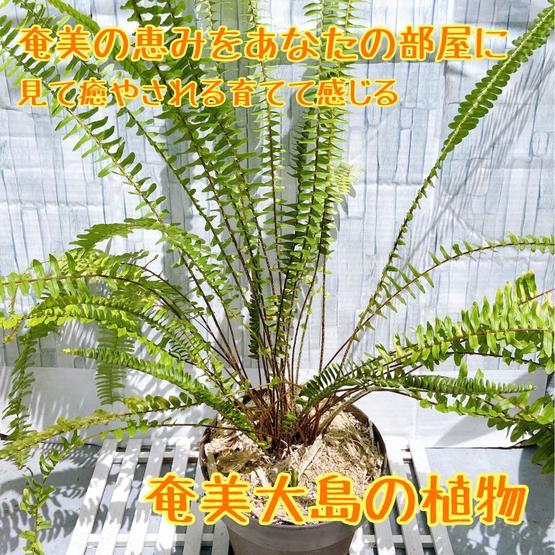 タマシダ 巨大サイズ 尺鉢 【公式通販】