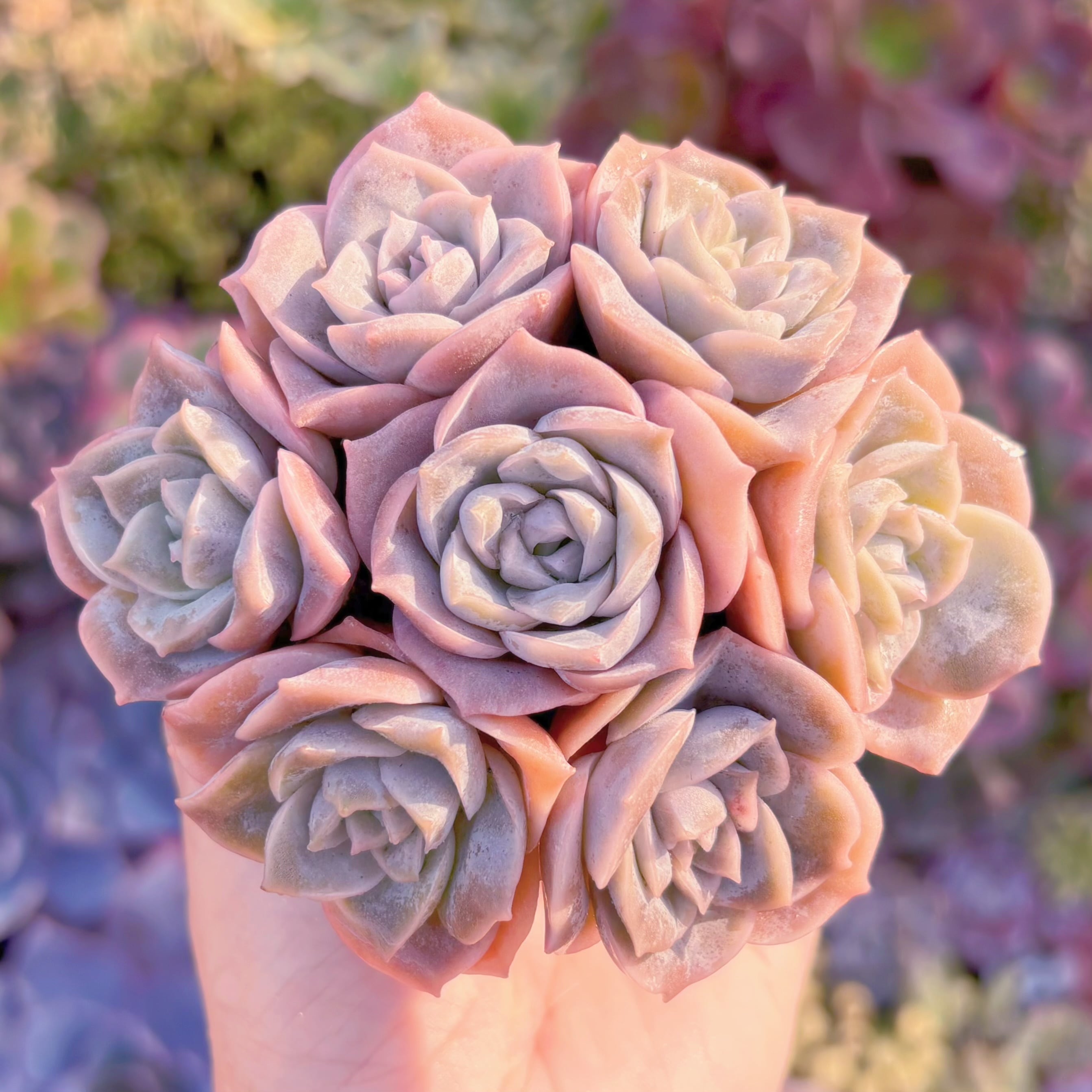 多肉植物　ピンクラブリーローズ(7苗)　在庫僅少　新入荷　るる農園