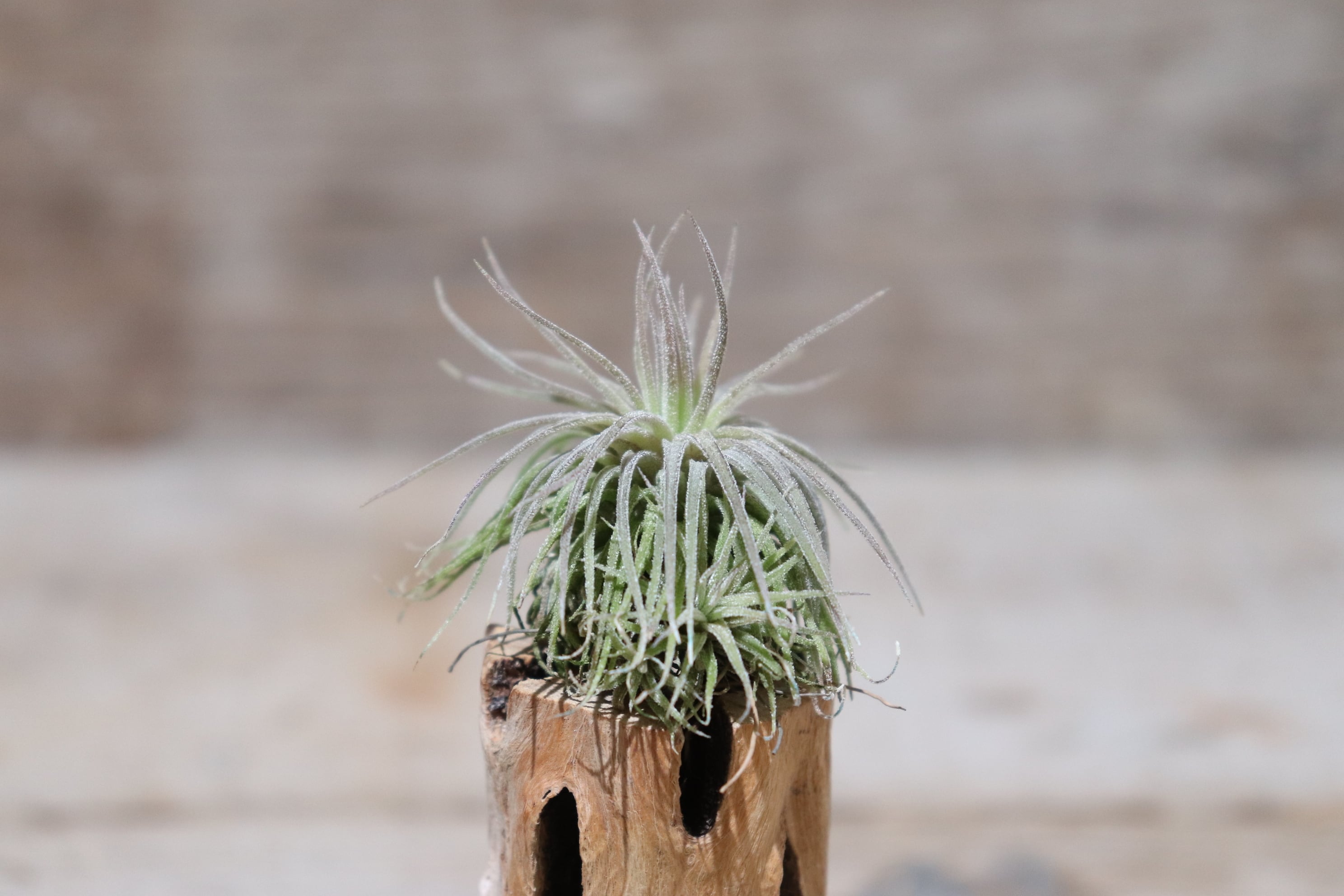 送料無料】ionantha 'Ron'(子株付き)〔エアプランツ〕現品発送T1380