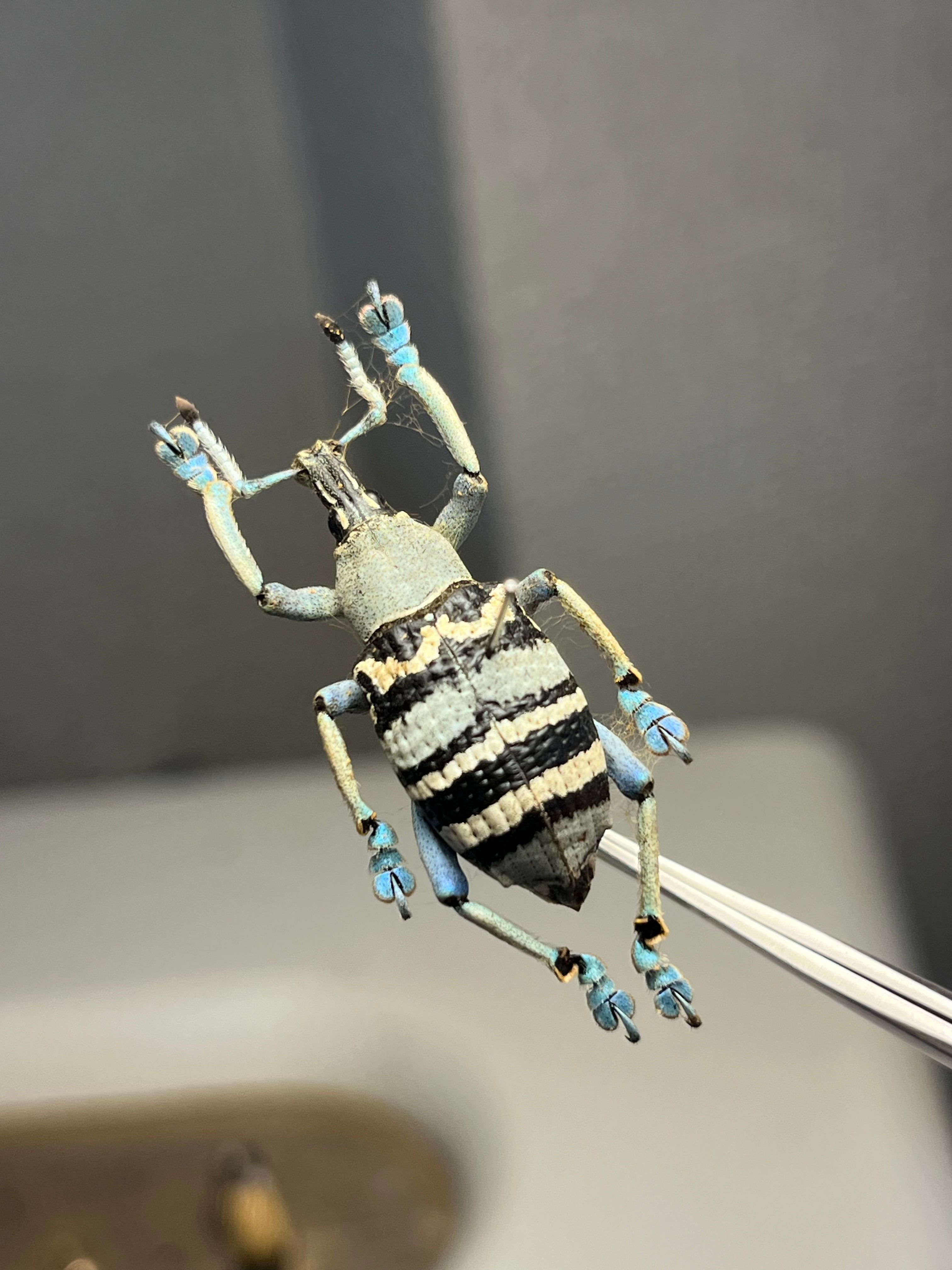 25mm】トライバルな模様が美しいニケリーホウセキゾウムシ 標本
