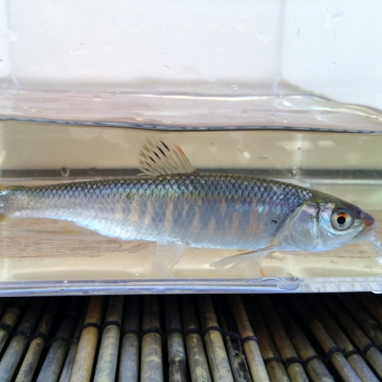 (特価)※セット販売※(淡水魚)オイカワ 7~12cm±(雌雄不問 3匹)【生体】