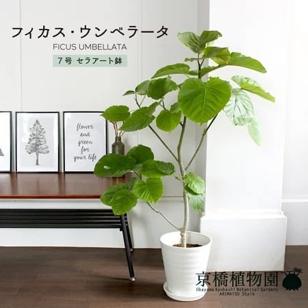 ウンベラータ　曲がり　フィカス　観葉植物　7号