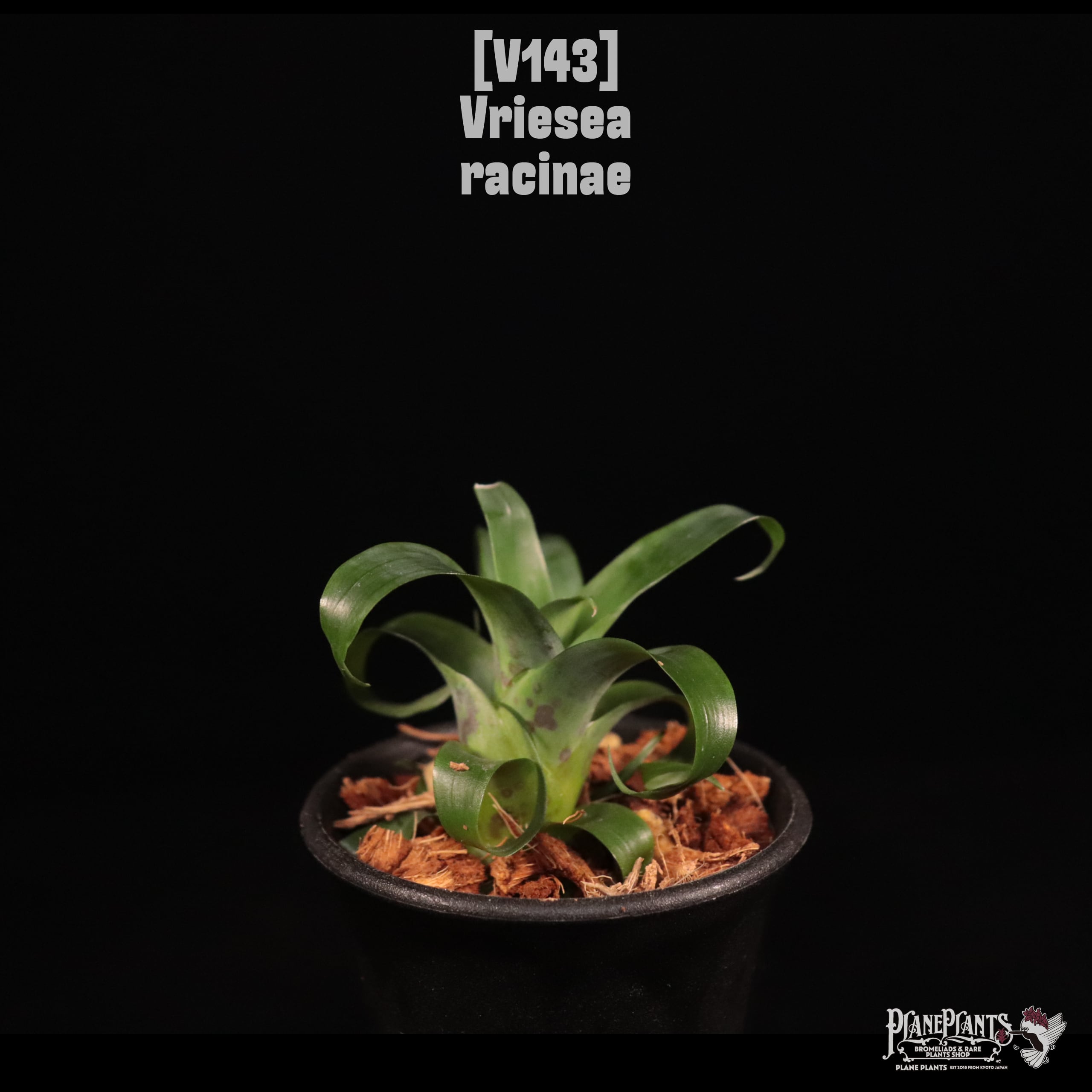 Vriesea | plane plants