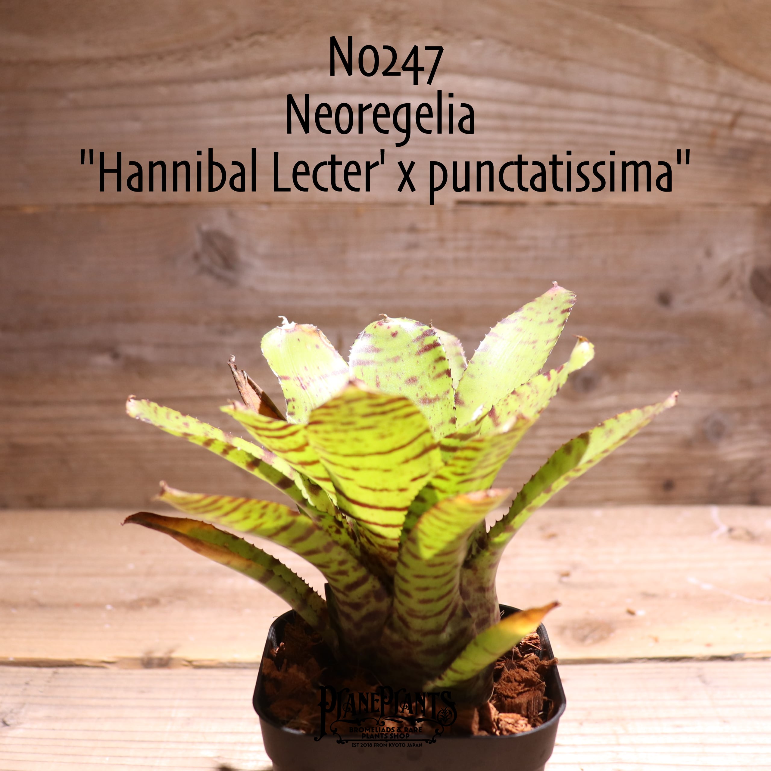 送料無料】Neoregelia 'Hannibal Lecter' x punctatissima