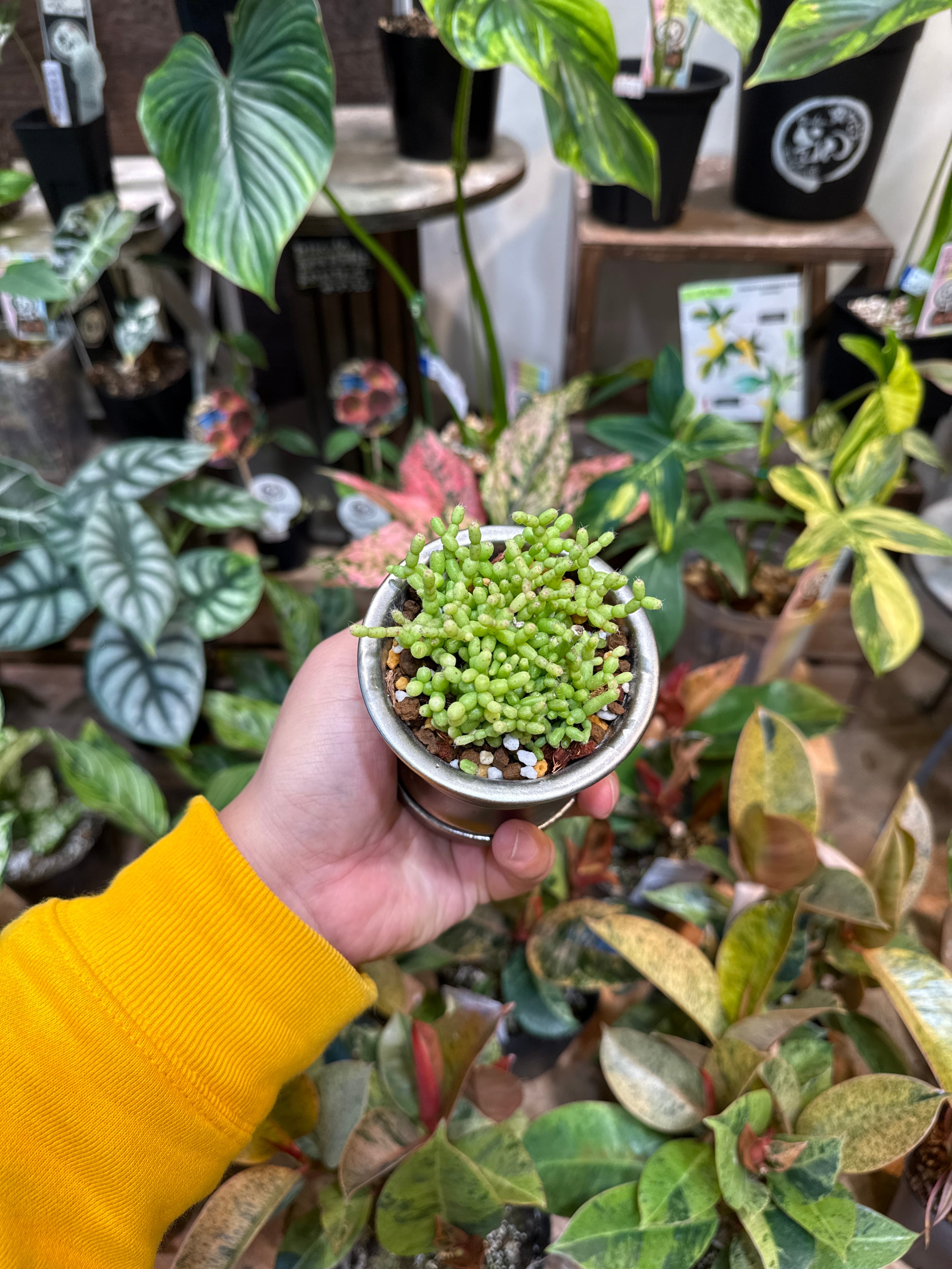 多肉植物 | Gardenえん 【観葉熱帯植物】