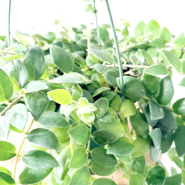 エスキナンサス レッドスター 観葉植物 calm cafe