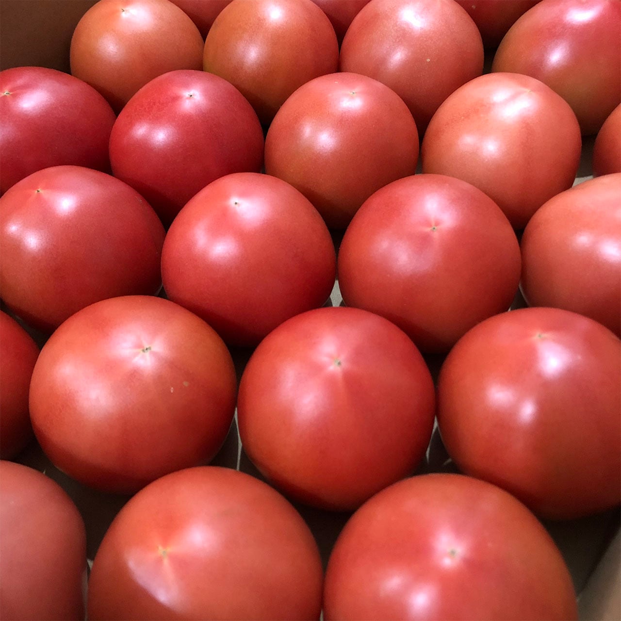 山のトマト(大玉4kg箱入)