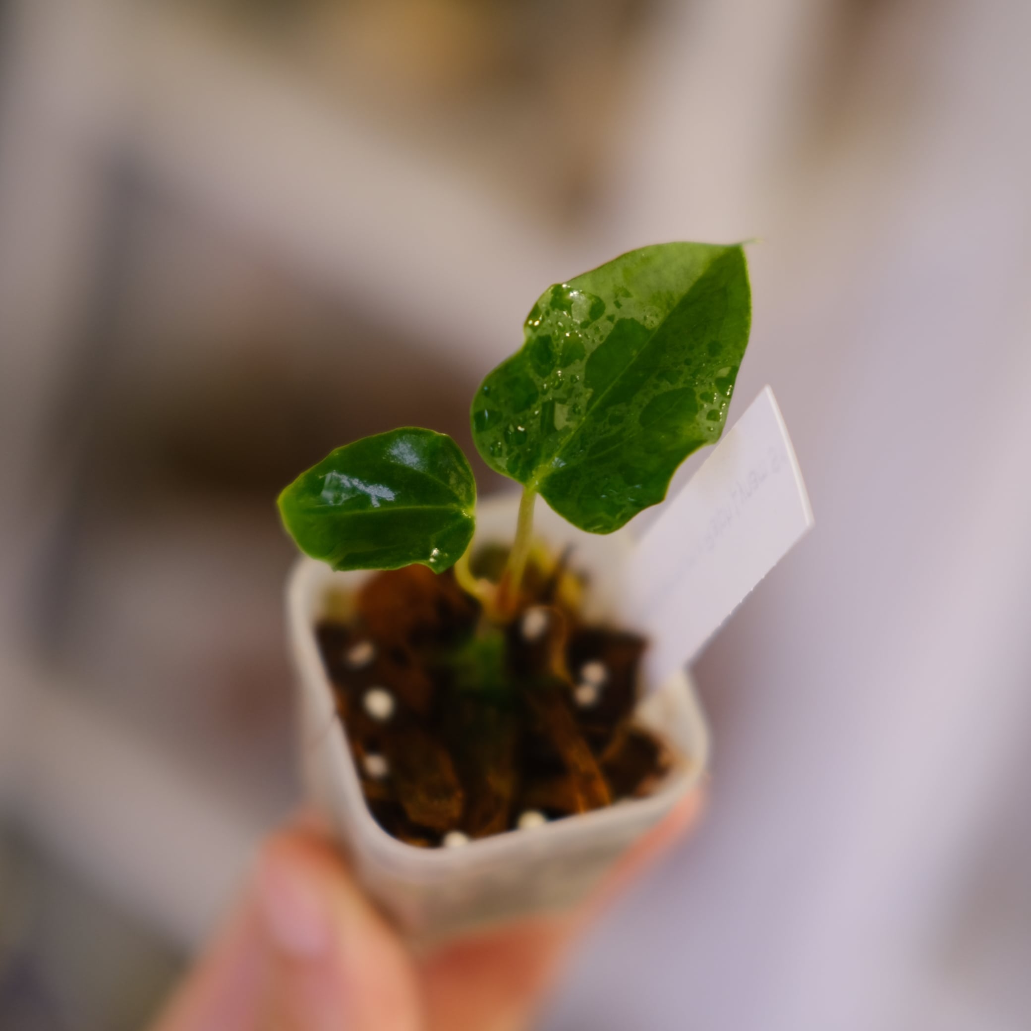 価格】で探す | tokyoplants / 観葉植物専門店