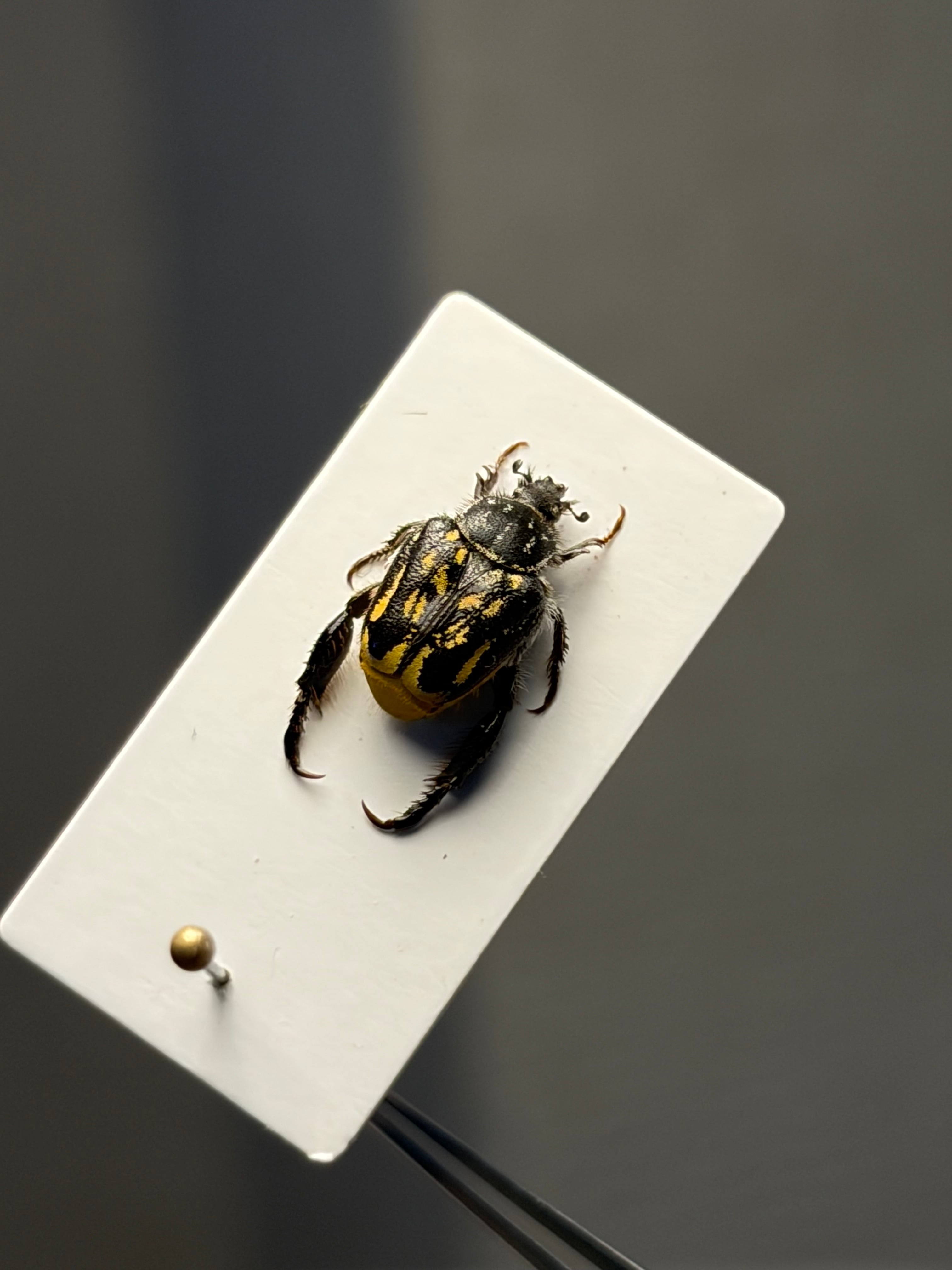 8mm】黄色の点模様が美麗な南アフリカのアシナガコガネ 標本 プラチナ