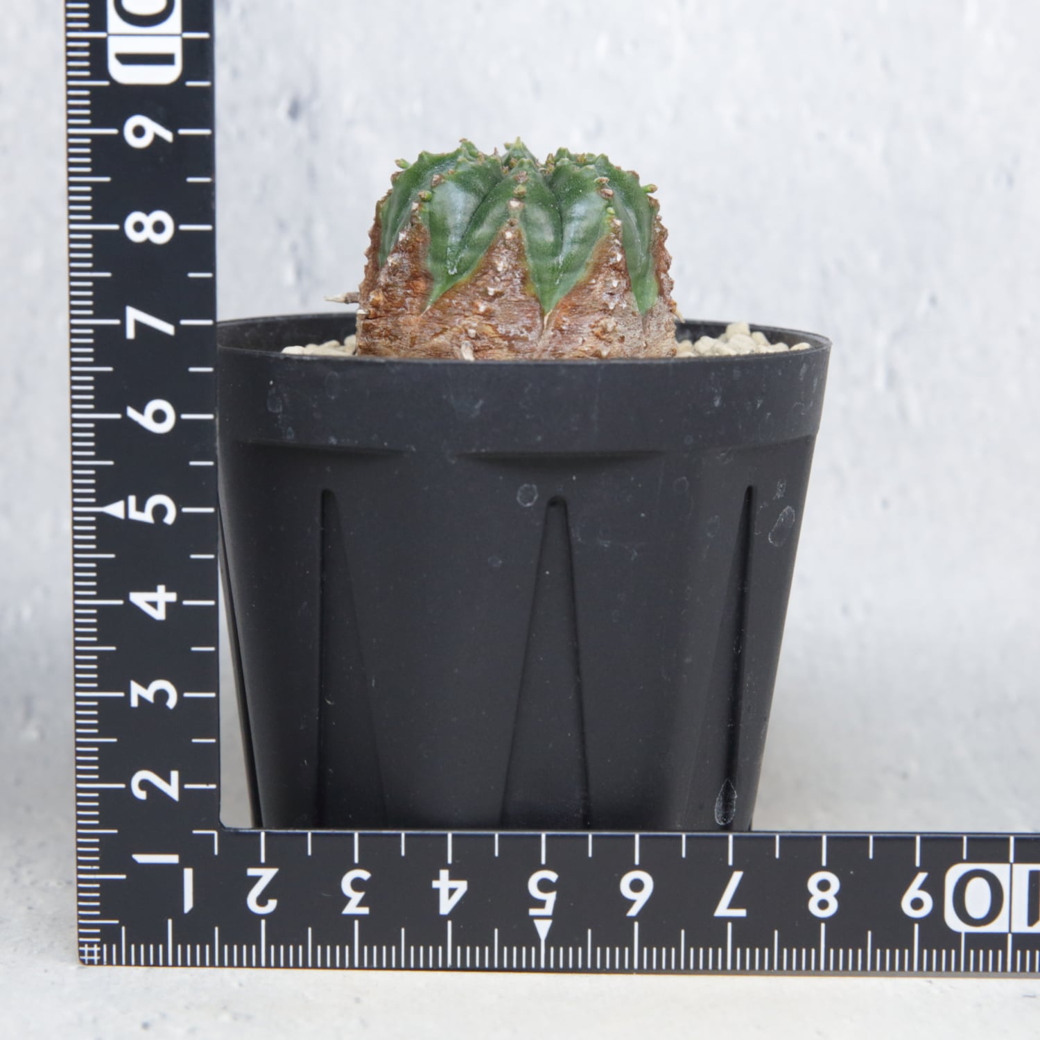 木質化 マイクロ オベサ / ユーフォルビア | LIGHTHOUSE.PLANTS - 海外