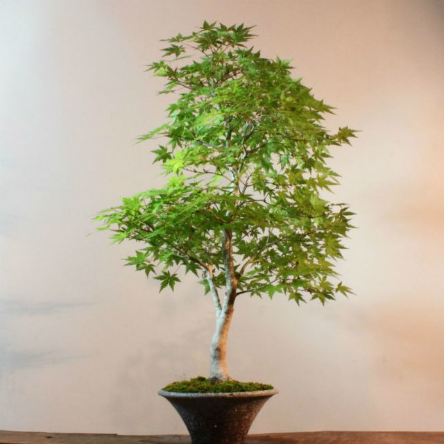 雑木盆栽 モミジ 盆栽と山野草の植物店 八百日 Yaoca Bonsai Plants