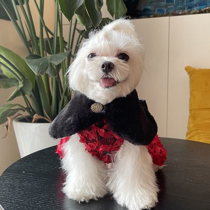 大型犬もOK 冬の装い ショールとレッドドレスのセット