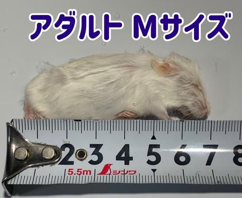 国産冷凍マウス アダルト Mサイズ 1匹