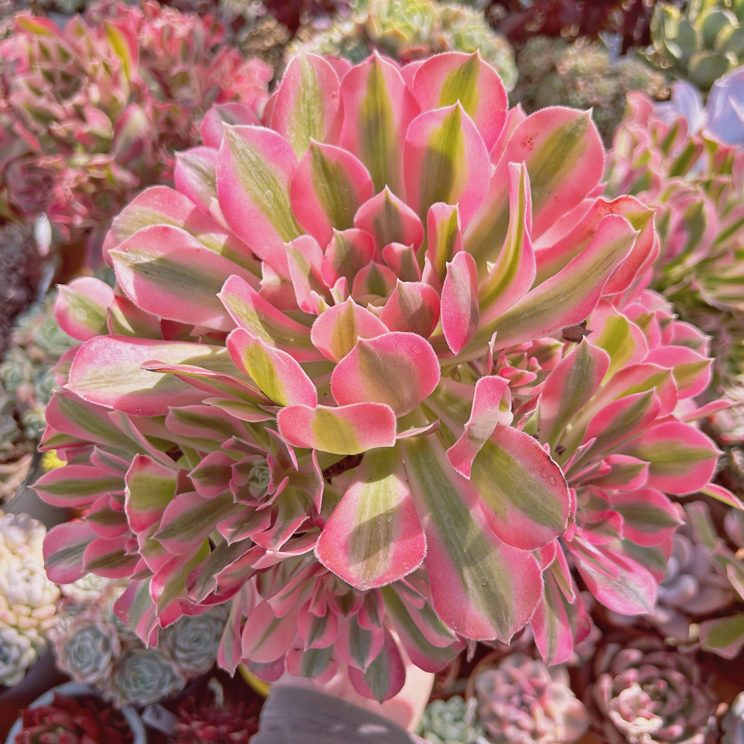 #502現物　超美苗　アフラダイティ(Aeonium 'Pink Witch')   特大　抜き苗