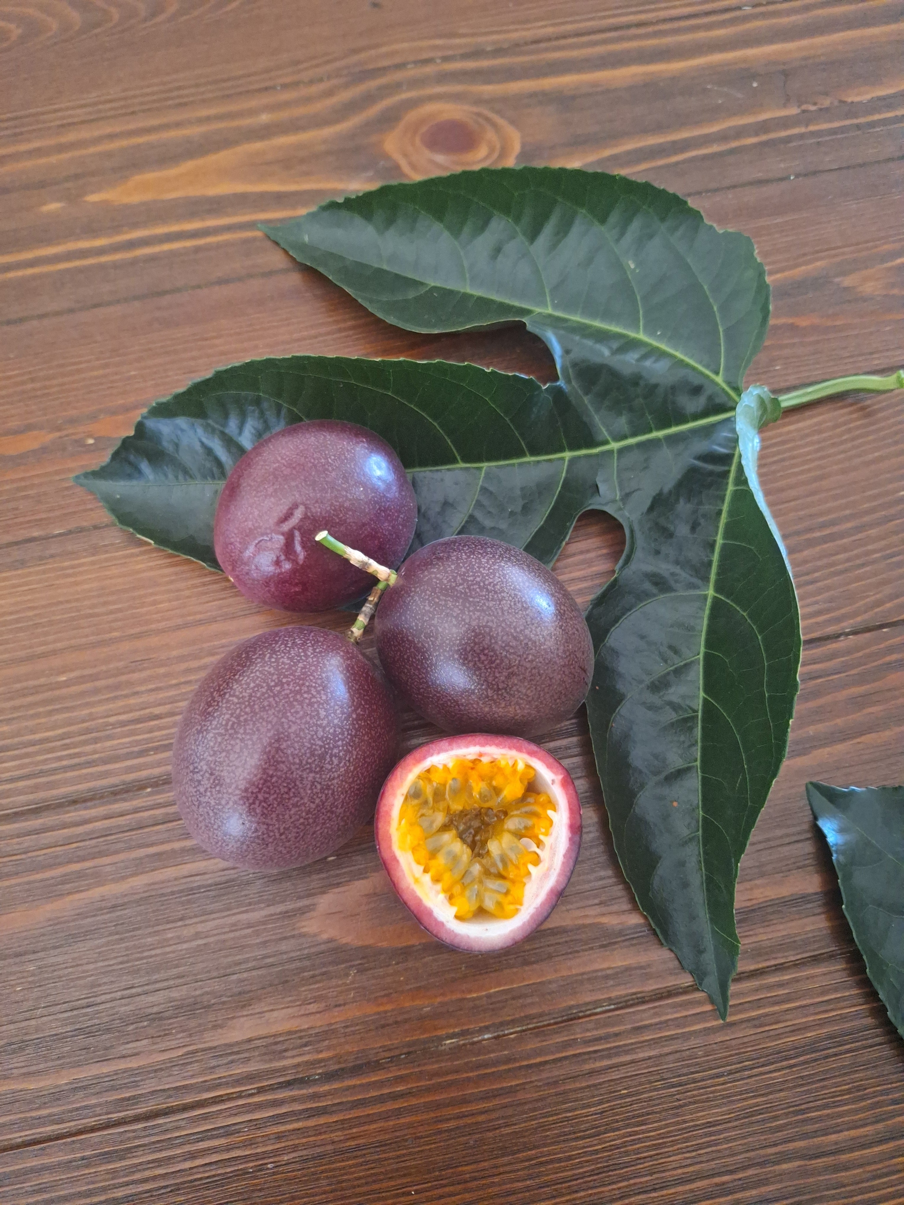 Fresh fruit 季節の果実 | SONTAR GARDEN