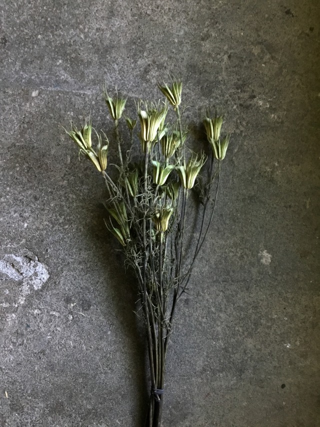 ニゲラ オリエンタリス ドライフラワー 束 Memento Dried Flower Arrangement ドライフラワー通販