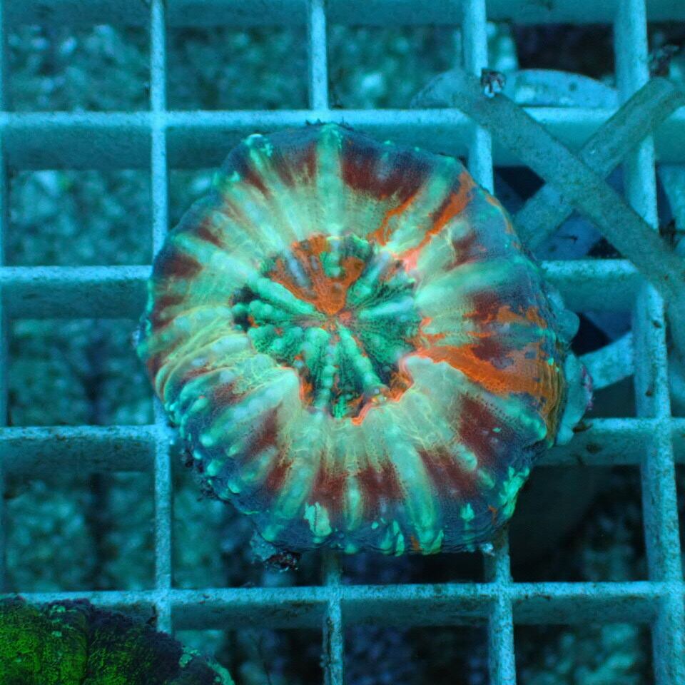 スコリミア (Warpaint Scolymia) - コーラルアクアティック